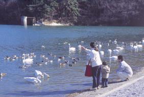 湖上に群がる鳥類にエサを上げている両親と子どもの写真