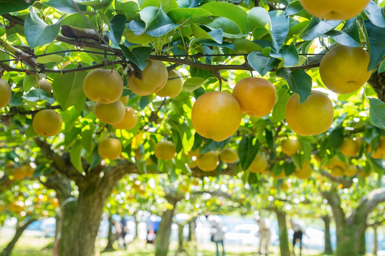 利府の丘果樹園