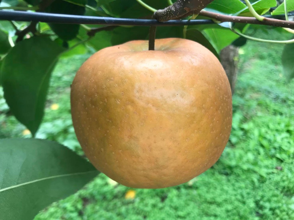 梨