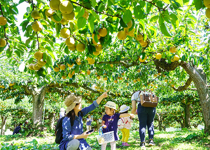 梨園でたわわに実る梨を指差し、楽しむ親子