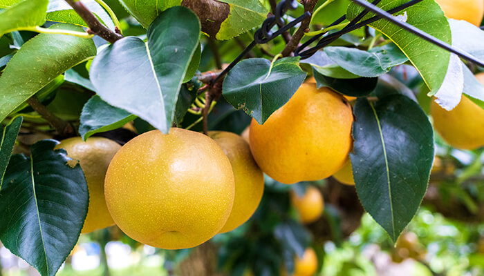 食べる・買う情報の一覧ページへ 利府町特産の「利府梨」が、枝にたわわに実る様子