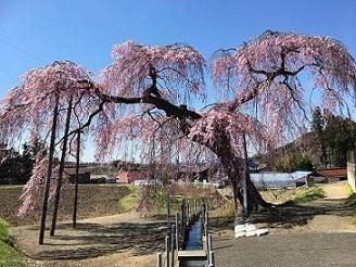 左側の枝が成長し3箇所支えのある、大きなしだれ桜の写真