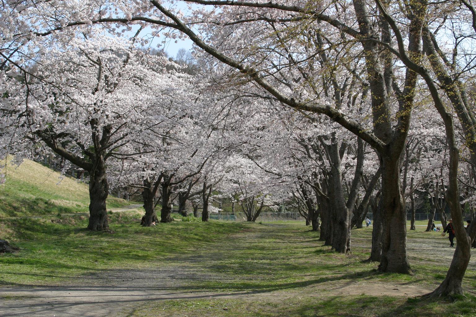 加瀬沼公園（春）