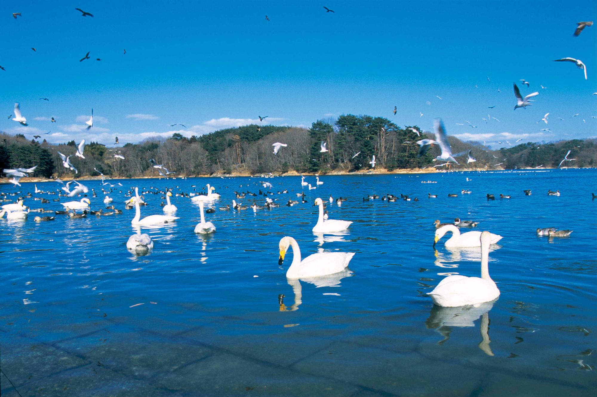 加瀬沼公園（冬）