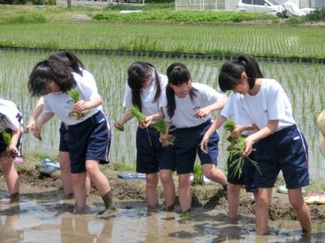 田んぼに入り、稲を持ち田植えをする、体操服を着た女子学生の写真