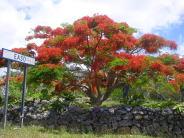 赤と緑の葉をつけた大きな木の写真