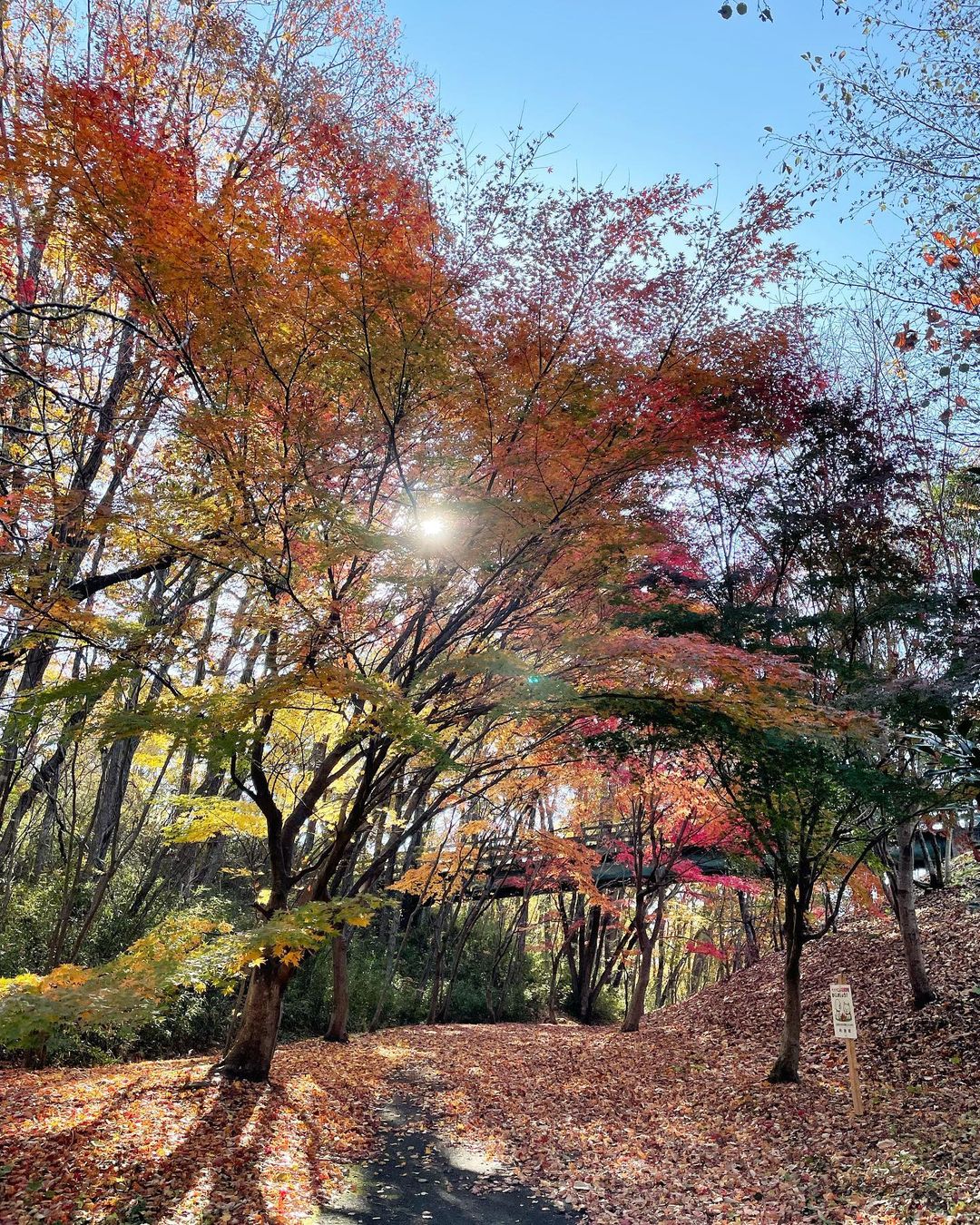 青山森の里公園（@saori__0417さん）