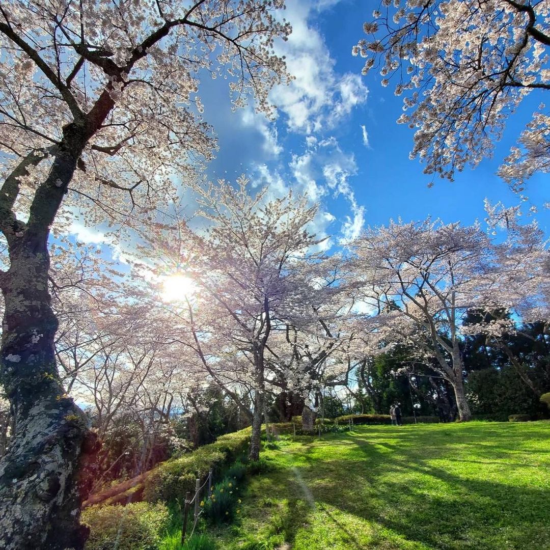 館山公園(@oishigohansendaiさん)