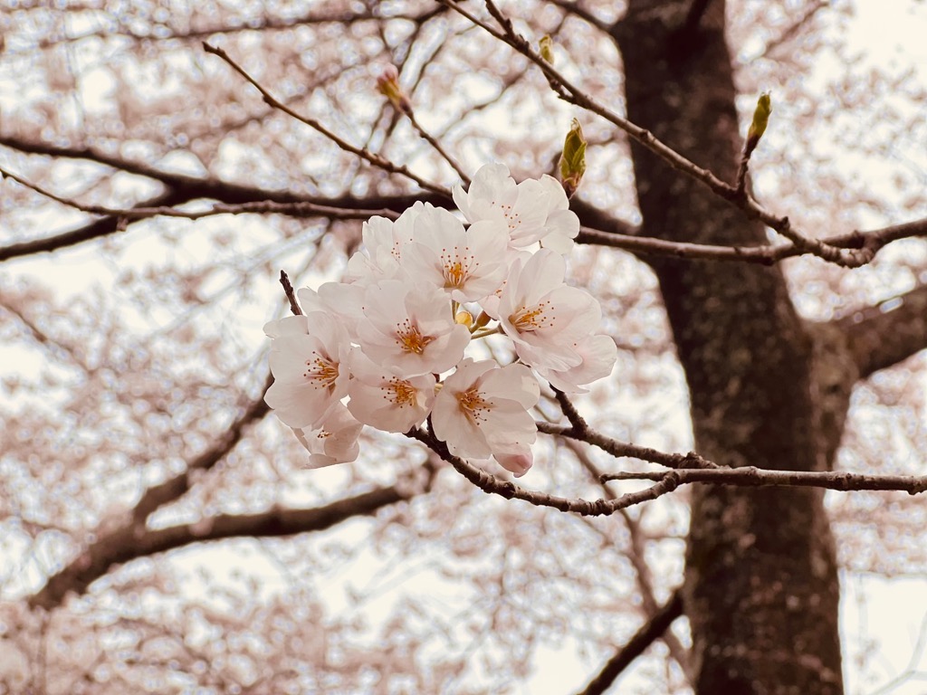 4月11日（木曜日）桜の開花状況 館山公園（近景）