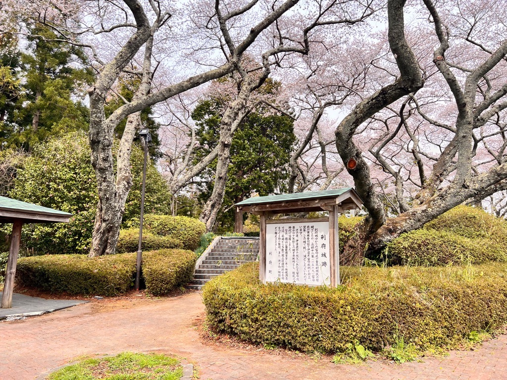 4月11日（木曜日）桜の開花状況 館山公園(遠景)