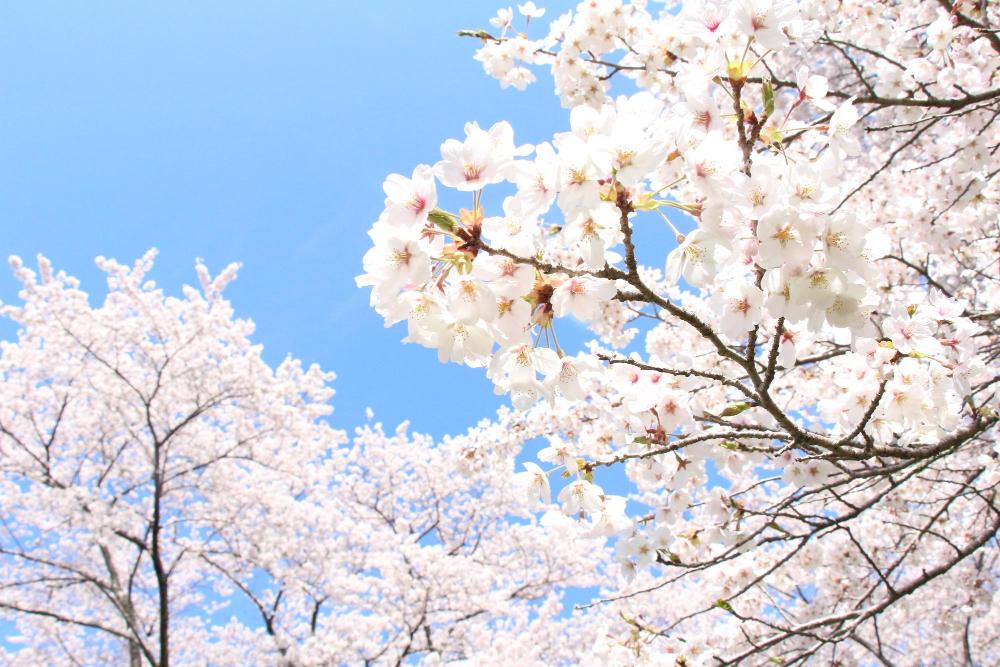 青空に映える館山公園の桜