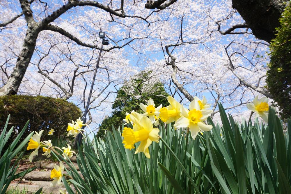 館山公園の桜とスイセン