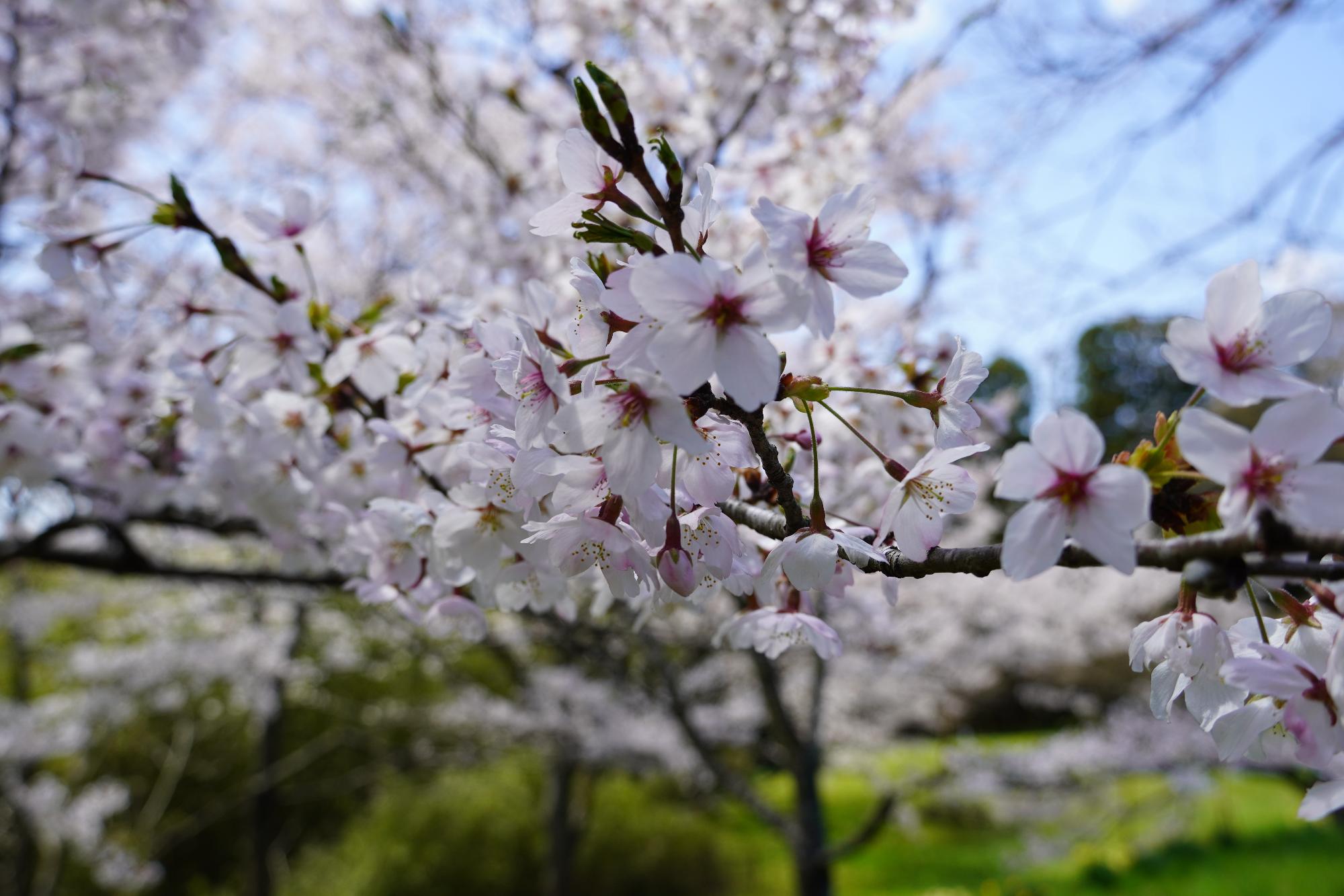 4月11日（土曜日）桜の開花状況 館山公園（近景）