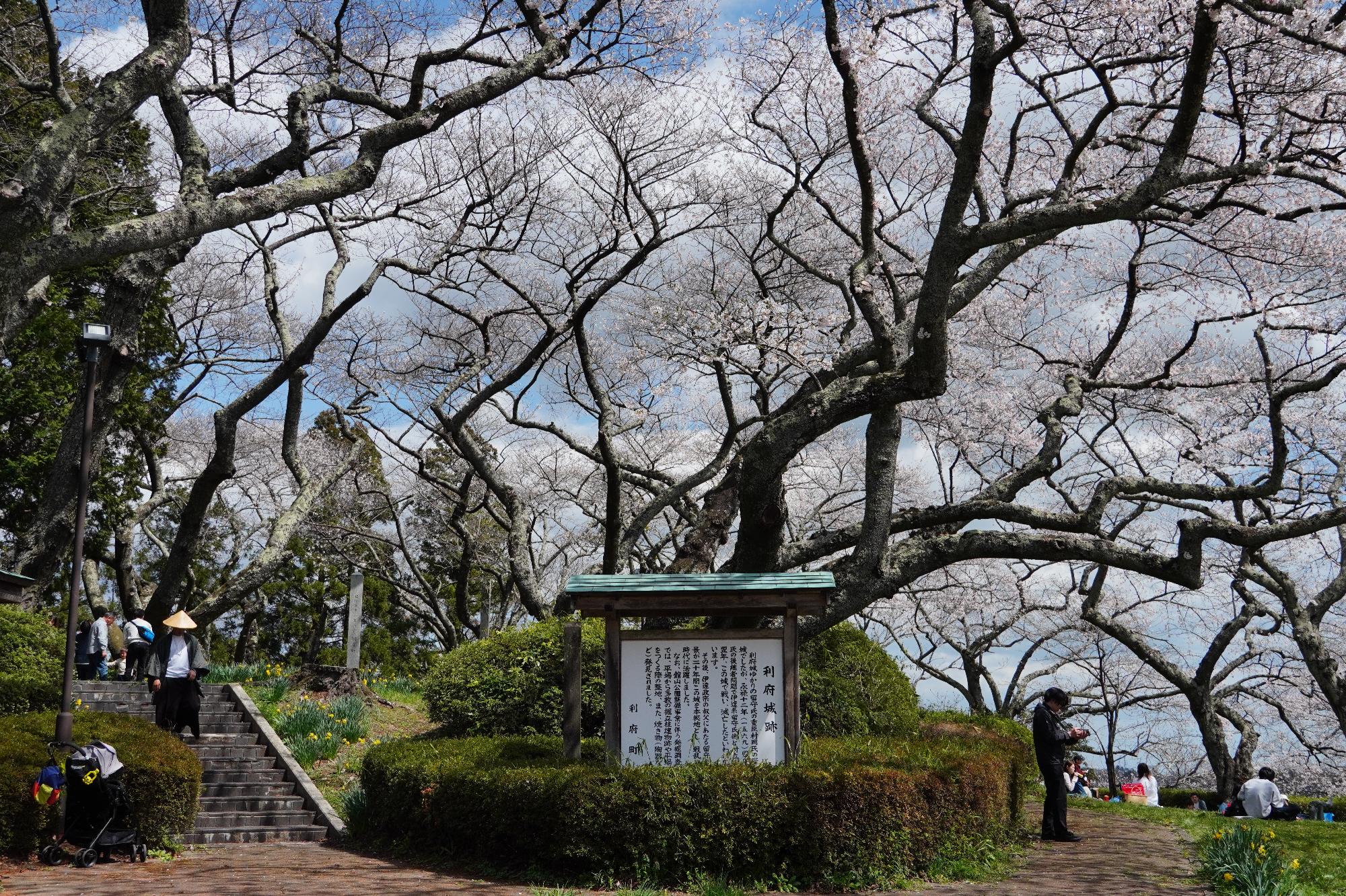 4月11日（土曜日）桜の開花状況 館山公園(遠景)